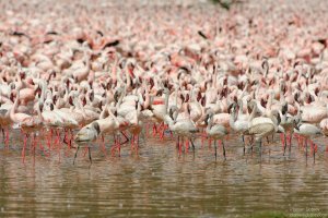 Lesser Flamingo