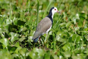 Long-Toed Plover