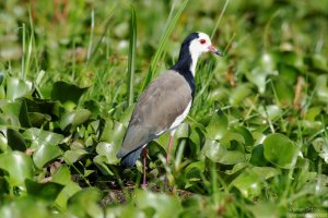 Long-Toed Plover