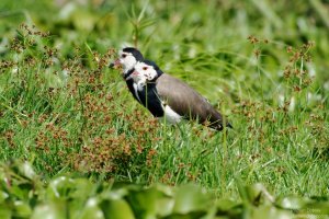 Long-Toed Plover