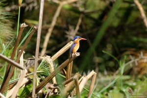Malachite Kingfisher