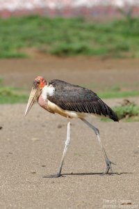 Marabou Stork