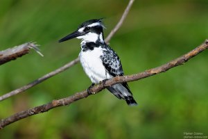 Pied Kingfisher