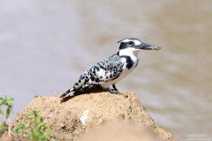 Pied Kingfisher