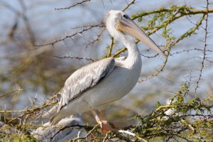 Pink-Backed Pelican