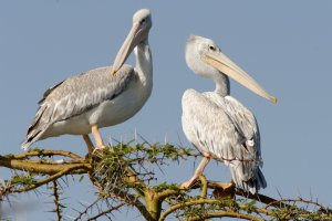 Pink-Backed Pelican