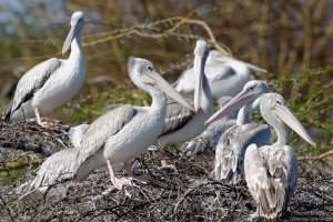 Pink-Backed Pelican