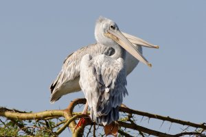 Pink-Backed Pelican