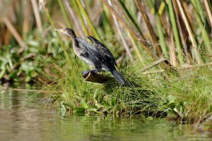 Reed Cormorant