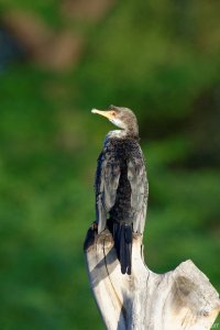 Reed Cormorant
