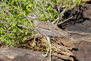 Water Thick-Knee