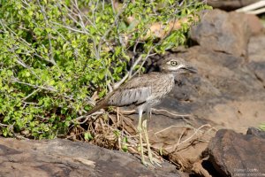 Water Thick-Knee