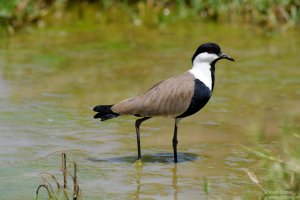Spur-Winged Plover