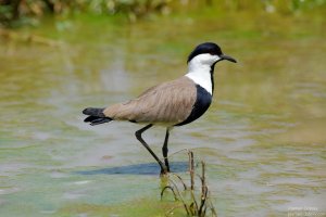 Spur-Winged Plover