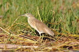 Squacco Heron