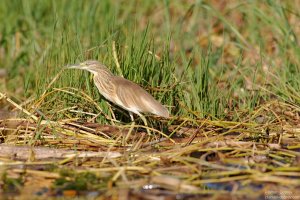 Squacco Heron
