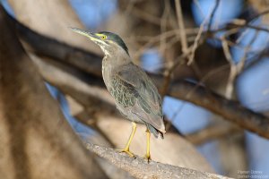 Striated Heron