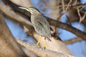 Striated Heron