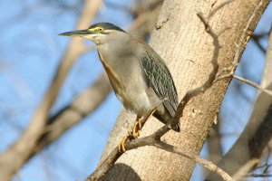 Striated Heron