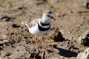 Three-Banded Plover