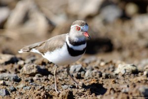 Three-Banded Plover