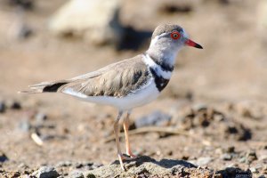 Three-Banded Plover