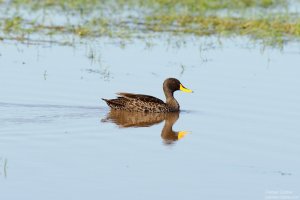 Yellow-Billed Duck