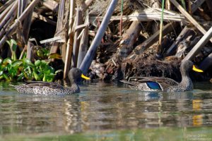 Yellow-Billed Duck