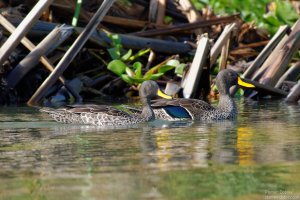 Yellow-Billed Duck