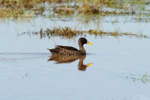 Yellow-Billed Duck