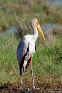 Yellow-Billed Stork