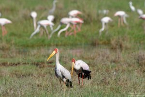 Yellow-Billed Stork