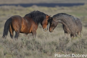 Wild Horse