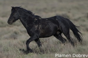 Wild Horse