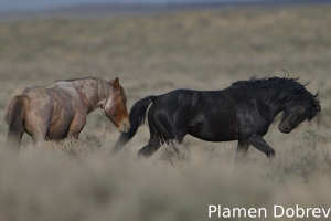Wild Horse