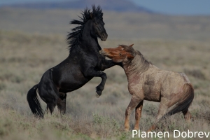 Wild Horse