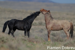Wild Horse