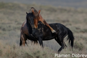 Wild Horse