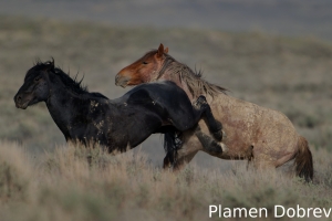 Wild Horse