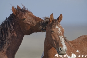 Wild Horse