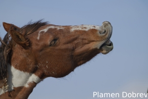 Wild Horse