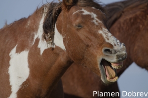 Wild Horse
