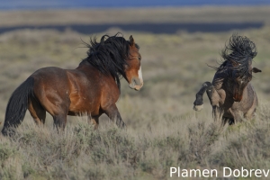 Wild Horse