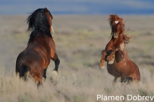 Wild Horse 