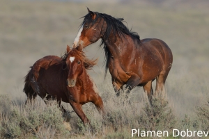 Wild Horse