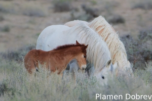 Wild Horse