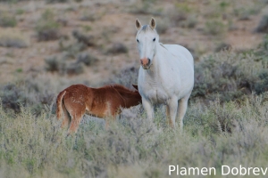 Wild Horse