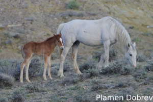 Wild Horse