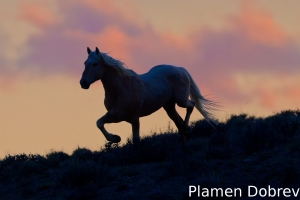 Wild Horse
