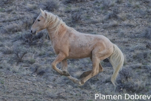 Wild Horse